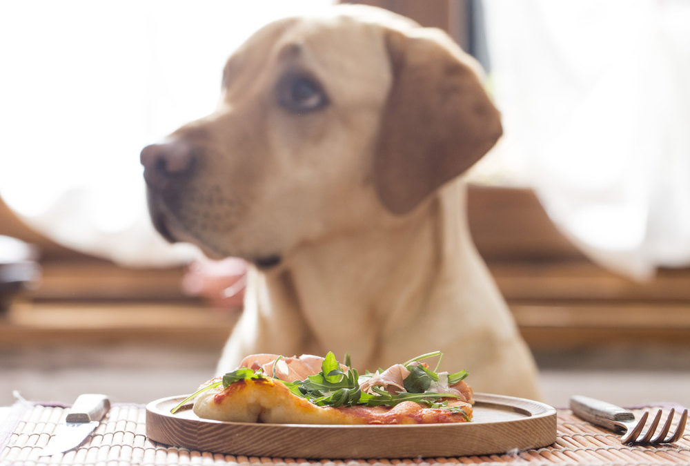 Heeft uw hond gluten- of graanvrij hondenvoer nodig?