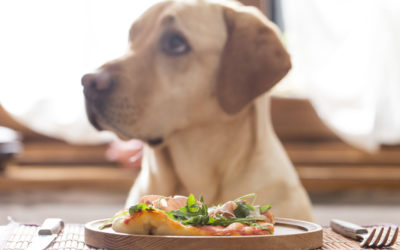Heeft uw hond gluten- of graanvrij hondenvoer nodig?