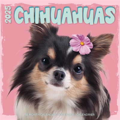 KALENDER CHIHUAHUA STUDIO 2025 30X30 CM